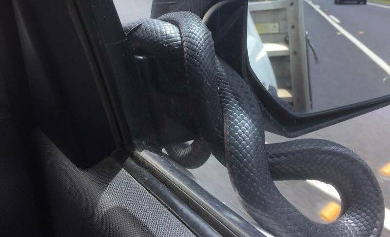 Nolan's Auto Parts Pambula employee Ted Ogier didn't expect to see a snake on his car's side mirror when driving along the highway to Pambula from Eden. Photo: Nolan's Auto Parts, Pambula