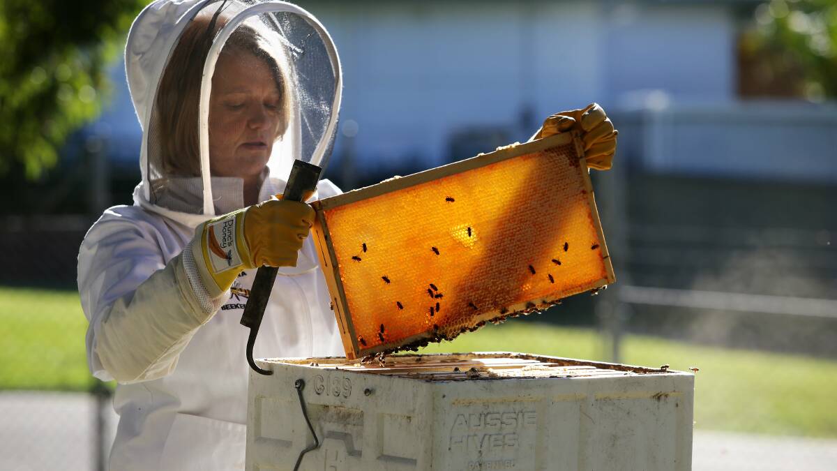 Pure Gold: Illawarra Beekeepers vice president Penny Downy opens a hive at the Sutherland headquarters. Picture: John Veage