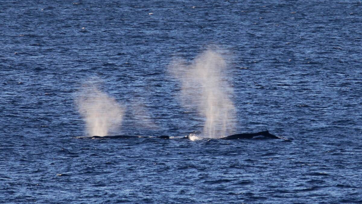 Cape crusaders: Whales sighted off Cape Solander. Picture: John Veage