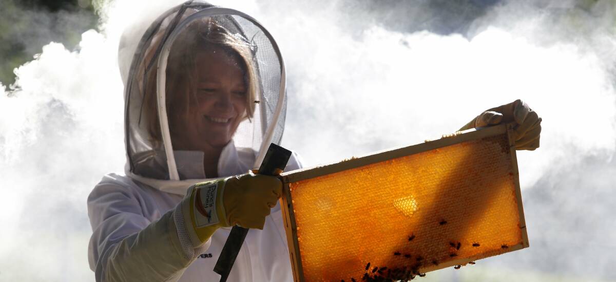  Pure gold: Illawarra Beekeepers Association vice president Penny Downy opens a hive at the Sutherland headquarters. Picture: John Veage