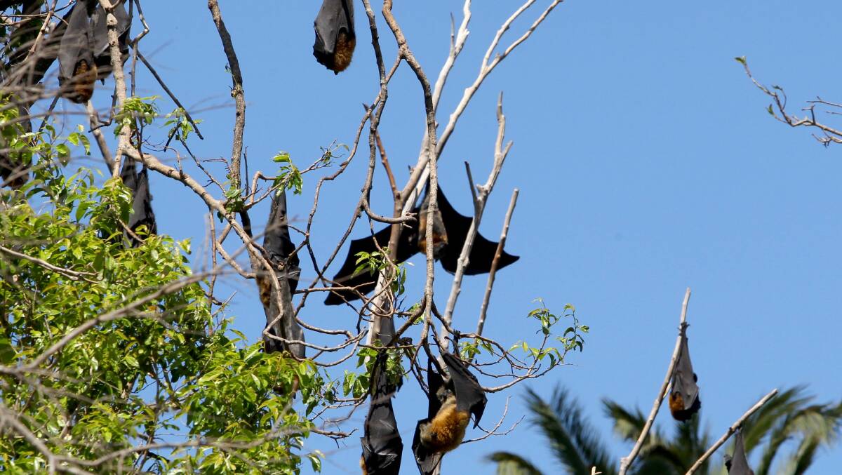 No more dispersal:There are currently about 2500 bats at the Kareela colony but numbers were as high as 18,000 before the dispersal began. Picture: Lisa McMahon