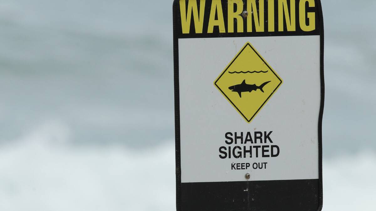 Keep sharks at bay warns Bayside mayor
