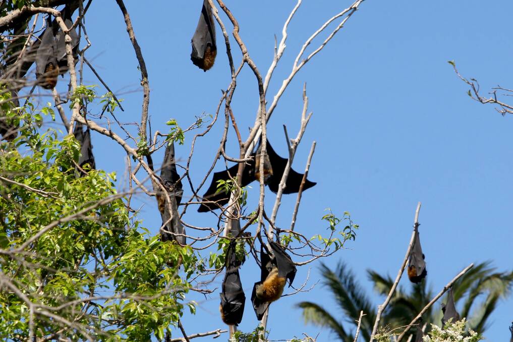 On the move: The flying fox colony at Kareela several years ago before it was dispersed. Picture: Lisa McMahon