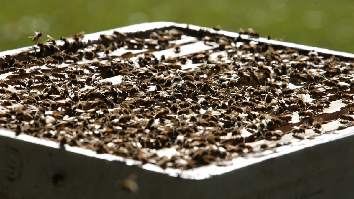 Hive of activity: Participants will be able to open a live hive as part of the open day activities. Picture: John Veage