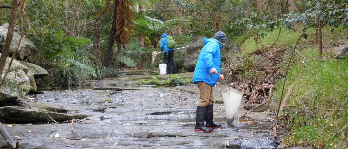 Ongoing work:  River health monitors check water quality in the Georges River catchment throughout the year such as these workers at Dairy Creek.