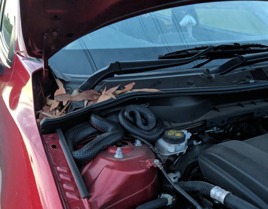 "I popped the bonnet and there it was coiled up underneath.” 