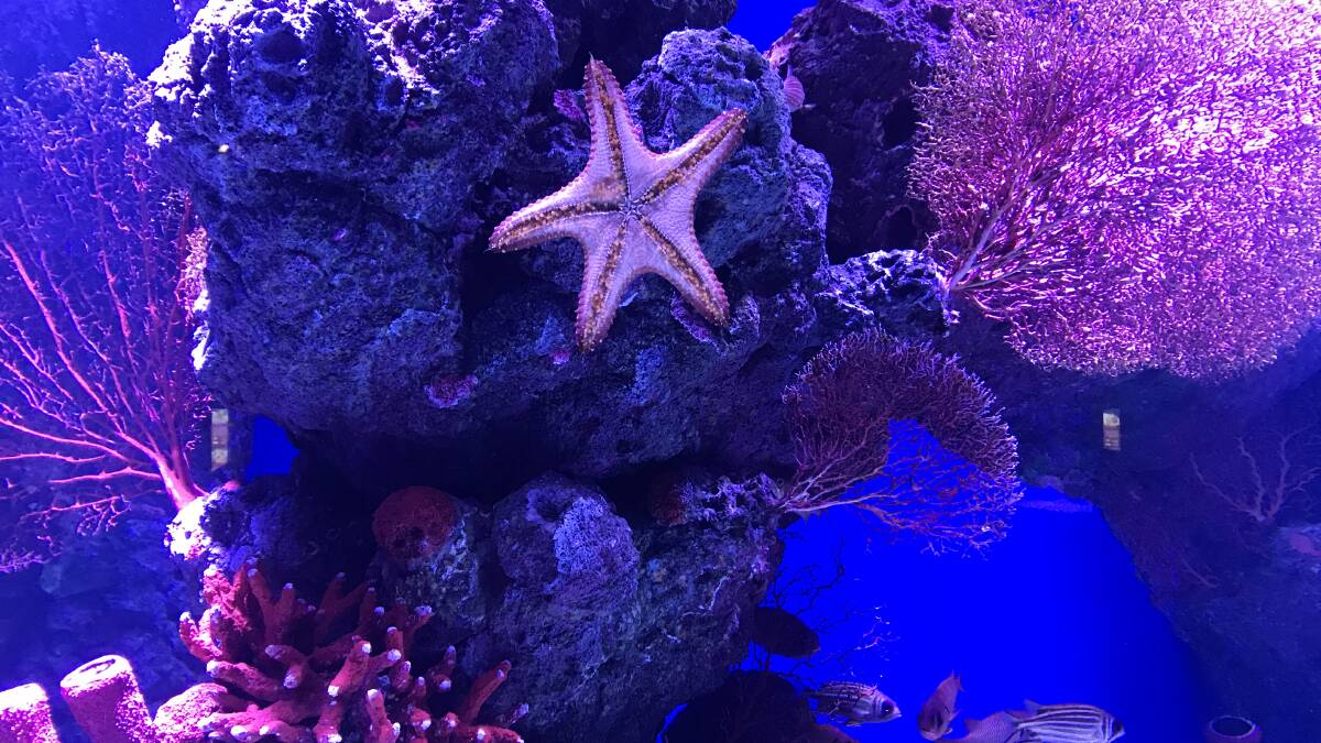 See what lives in the Great Barrier Reef at the Cairns Aquarium and Reef Research Centre.