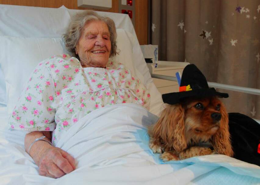 Blacktown Hospital patient Betty with therapy dog Ladybelle. Photo: Simon Bennett