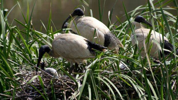 Australian white ibis nesting in the Macquarie marshes in western NSW in 2000. Photo: Alan House