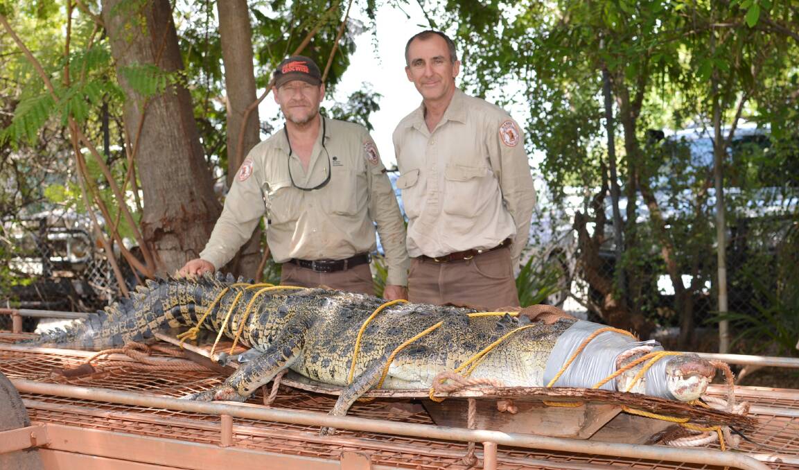 TAYLORS PARK TRAPPING: Parks and Wildlife Commission NT rangers Chris Heydon and John Burke with the 3.22-metre saltwater crocodile that was removed from a trap in the Katherine River at Taylors Park on November 23.