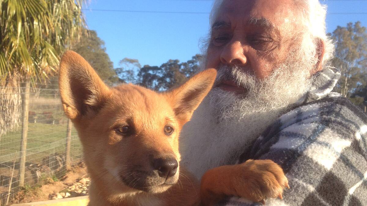 Dingo day: Uncle Max Harrison with a Dingo pup. Traditionally dogs have a privileged position in the aboriginal cultures of Australia.