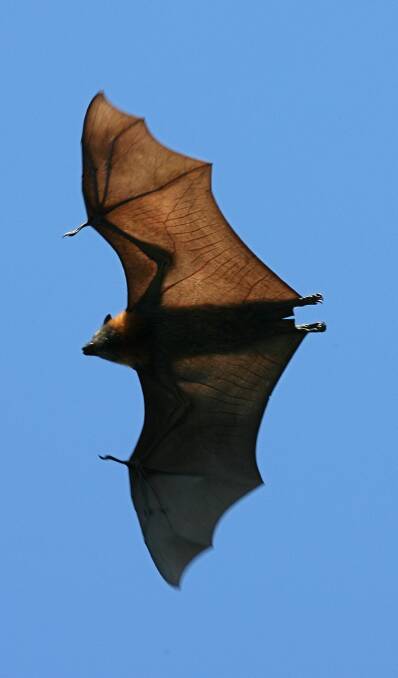 Residents treated for bat bites, warning against virus