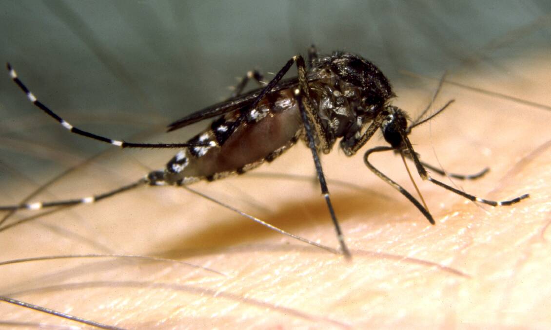 Mosquito: People are being urged to protect themselves against mosquitoes carrying the Ross River virus. Picture: File