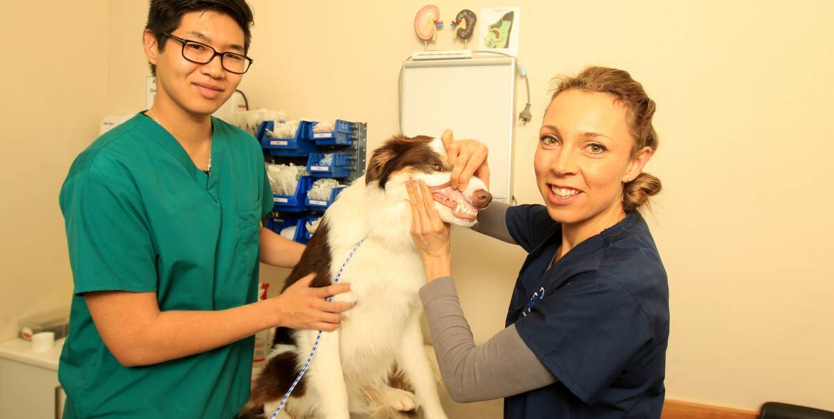 Pet Dental Month: Animal Welfare League NSW staff members Vet Nurse Dennis Yang and Dr Simone Maher are urging pet owners to book their canine and feline buddies in for a dental health check, like Odin. Picture: Simon Bennett.