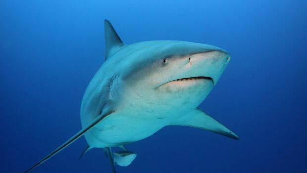 A new WA study says over-hunting sharks is detrimental for fish at every level of the food chain. Photo: Michael Jones