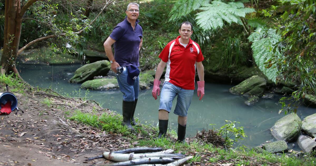 Mess: Michael Mohan and Peter Schneider with dead eels after waste flowed into Bardwell Creek last year. Picture: John Veage.