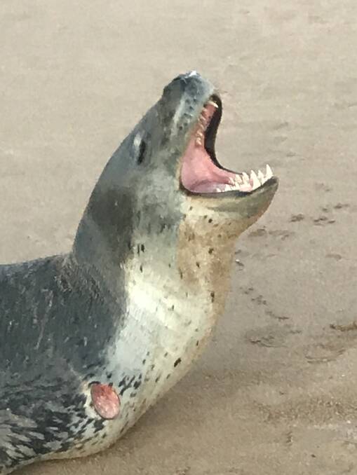 Visitor: Julie McKinnery captured a photo of the leopard seal during a early morning walk on Tuesday. Picture: Julie McKinnery