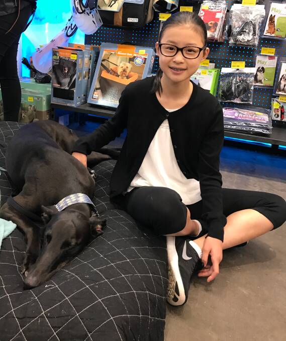 Dog lover: Pei Xiang used her birhday money to help rescued greyhounds. Picture: Supplied
