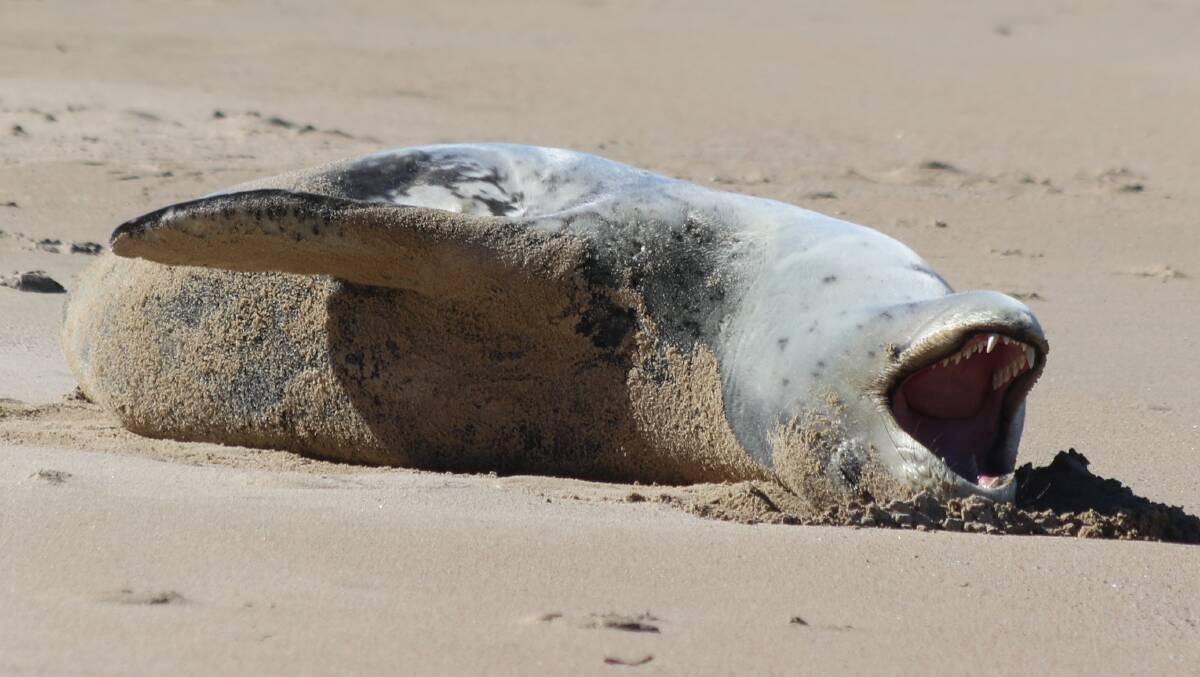 Big stretch: The junior leopard seal spotted at Greenhills beach today. Picture: Leesa Pratt/ORRCA
