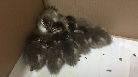 Sticking together: The ducklings which were rescued by Sutherland police. Picture: NSW Police