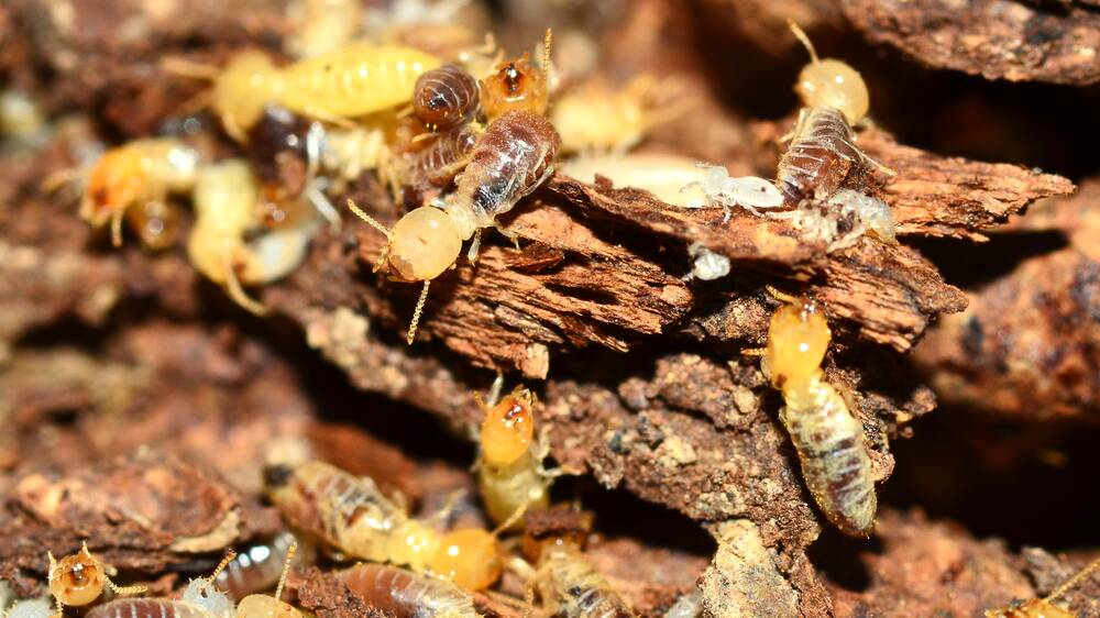 Watch out: While termites thrive in warmer weather, it is important to ensure your home is safe all year round. The team at Southpest can help to combat termites.