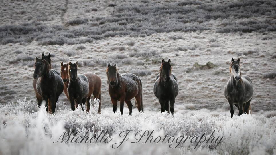 Brumbies photographed in their snowy playground