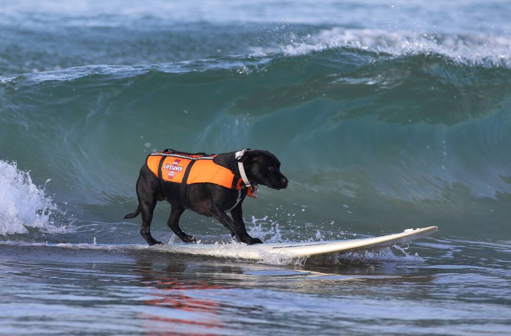 What do you get when you have a dog and a board? One keen four-legged surfer.