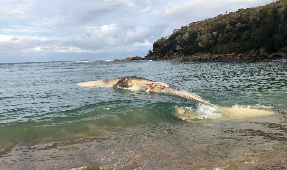 Beached: The dead whale's final resting place. Picture: Marine Rescue NSW/Facebook