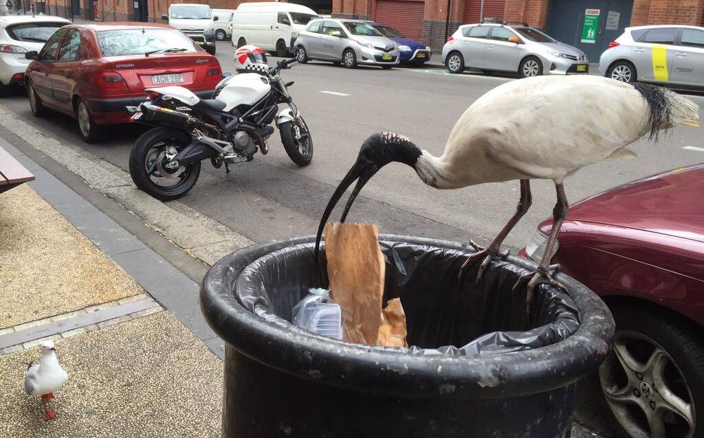Seeking scraps: Often called as 'bin chickens', ibis birds are found all across Sydney. Picture: Peter Rae