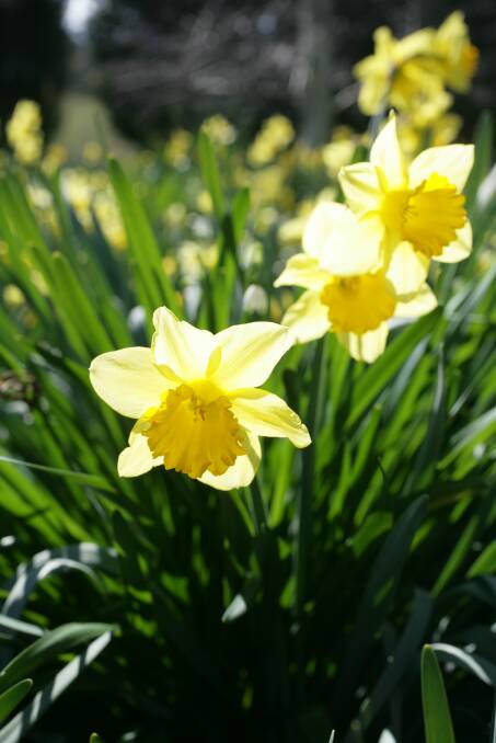 Flower power: Wear a daffodil pin for Daffodil Day. Picture: Natalie Boog