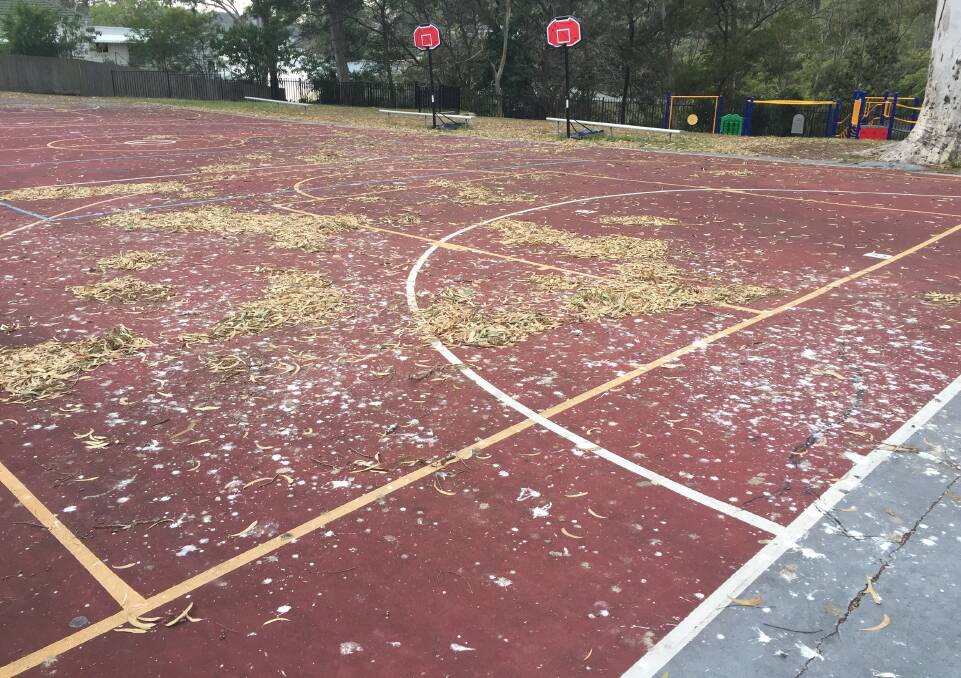 Scattered mess: Como Public School's playground is littered with ibis droppings. Picture: Darryl Easton. 