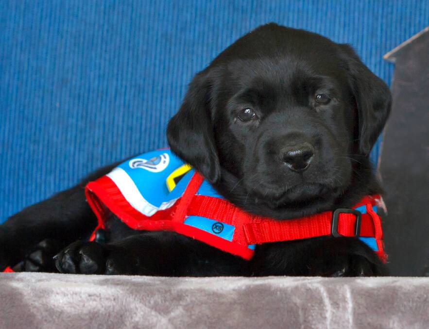 Puppy in training: Luna, a new addition to Assistance Dogs Australia.