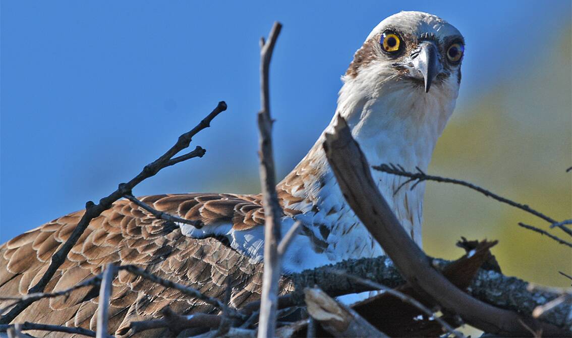 Spotted: The Eastern Osprey was photographed by a National Parks and Wildlife Service officer.
