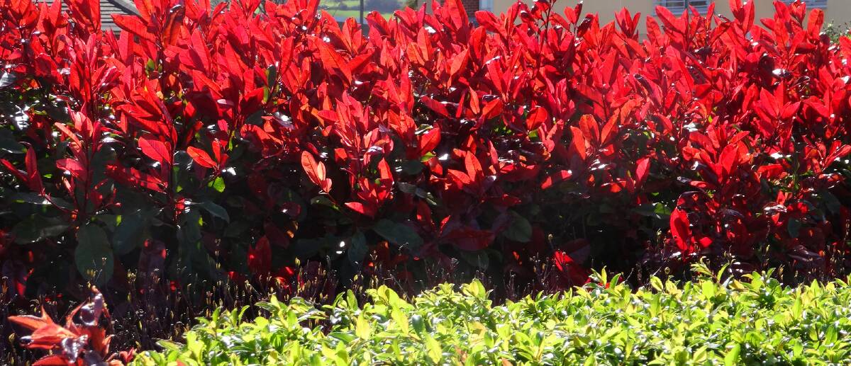 Colour: Photinia is a fast growing hedging plant with vibrant colours.