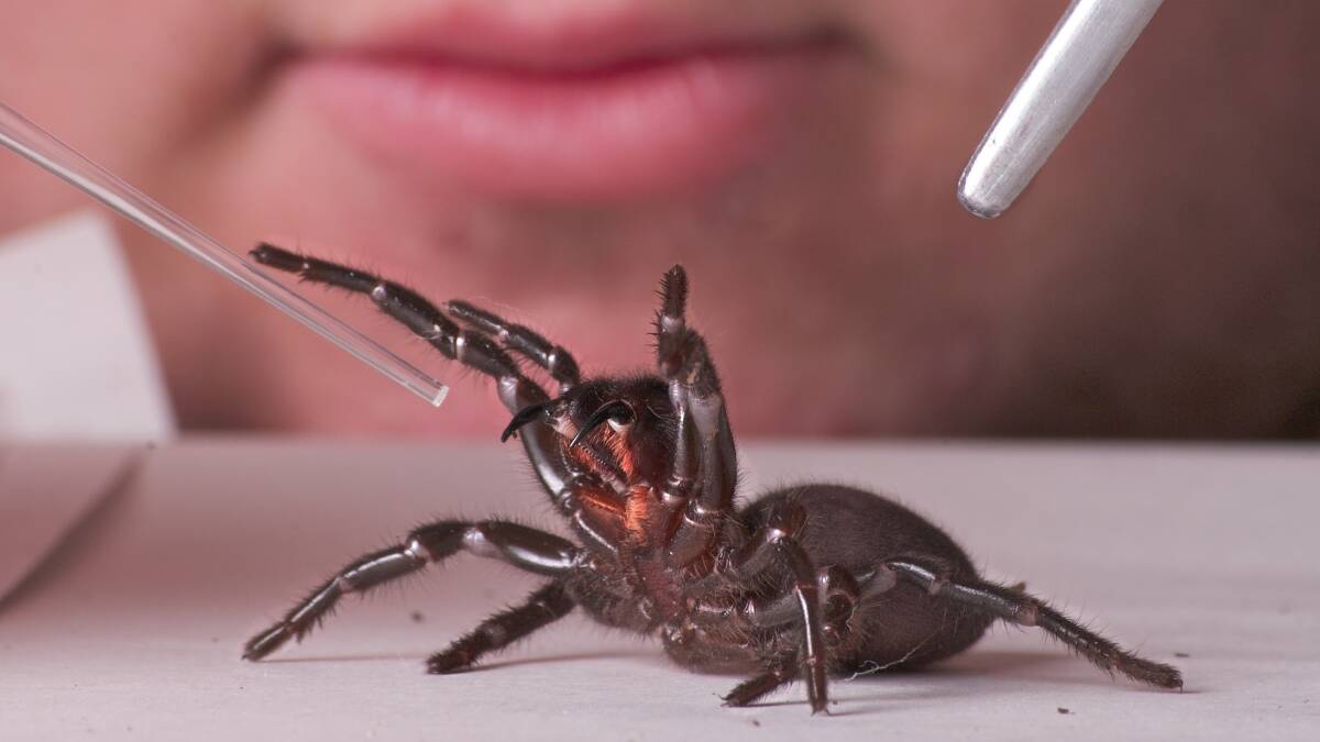 Dangerous: A funnel- web spider being milked at Australian Reptile Park. Picture: Gary Brown
