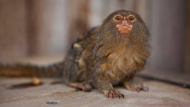 Gomez, a 10-year-old pygmy marmoset stolen from Symbio Zoo, was found safe and well. Photo: Mick Maric