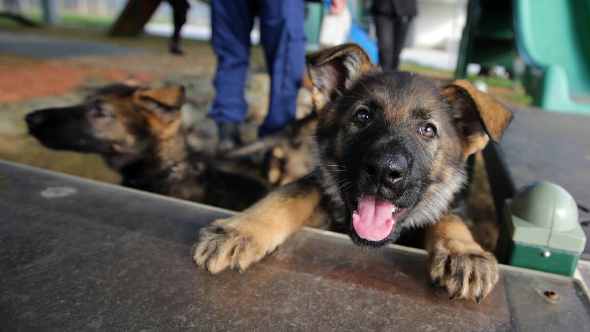 Too cute: The latest litter of NSW Police puppies. Picture: John Veage