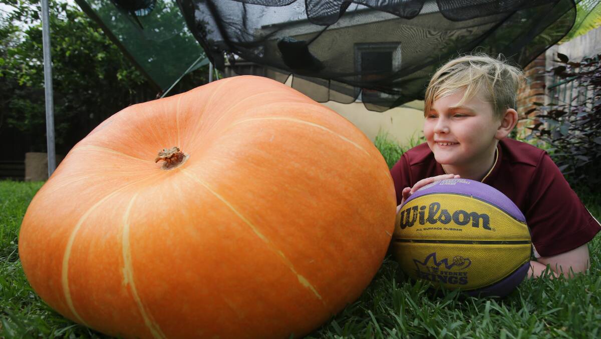 “Six months ago it was only a seed and now it weighs more than me,” Harrison said. Photos: John Veage
