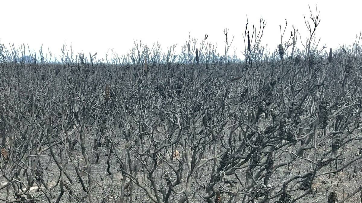 Burnt bushland at Kurnell. Picture:supplied