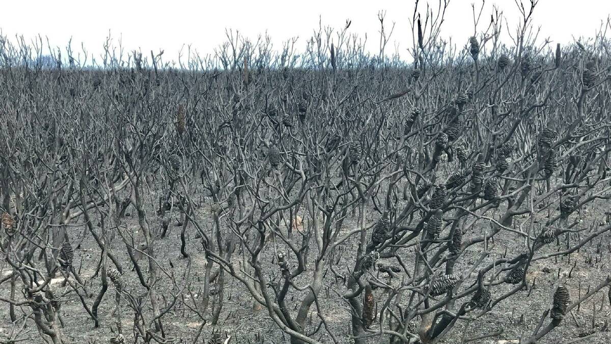 Long-term damage: Mark Speakman says some parts of Kamay Botany Bay National Park will take many years to recover after the fire on September 3. Picture: supplied