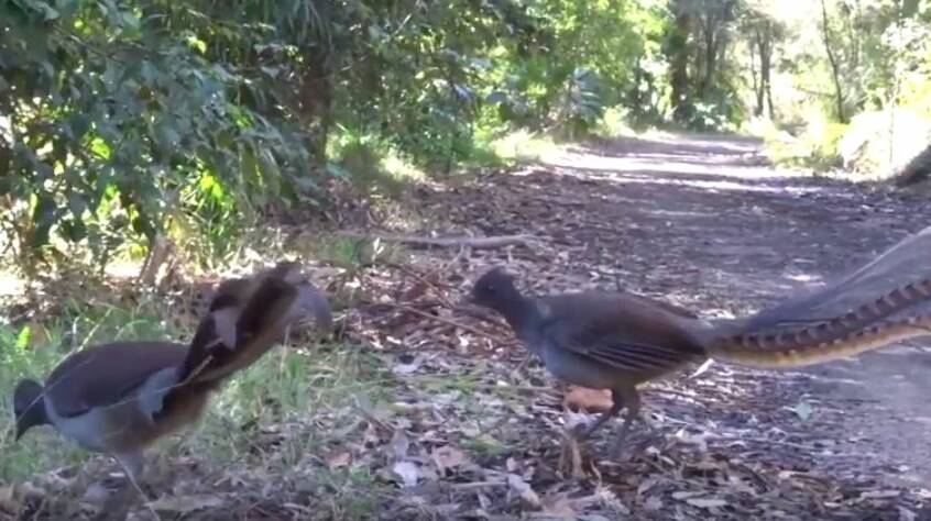 Lyrebirds on the Lady Carrington Drive track. Picture: Greg Tanos