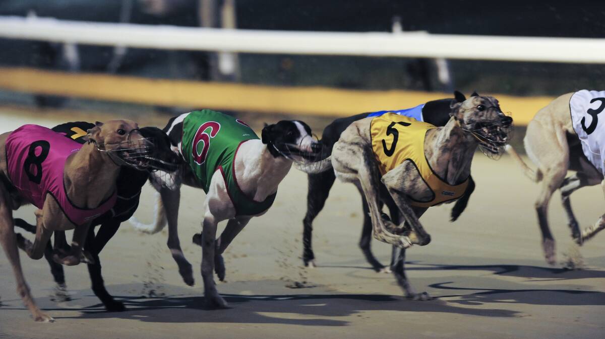 End of the track: Greyhound racing is set to end in NSW on July 1 next year.