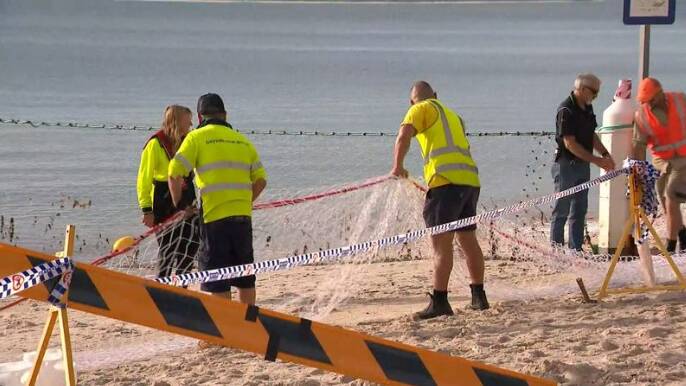 Department of Primary Industries and Bayside Council staff work on the netting at Lady Robinson's Beach. Picture: 9News