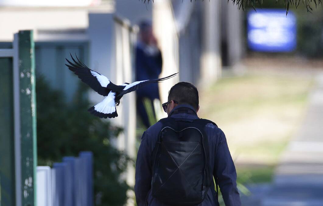 A magpie swooping people outside Kareena Private hospital on Kareen Road, Miranda. Pictures: John Veage