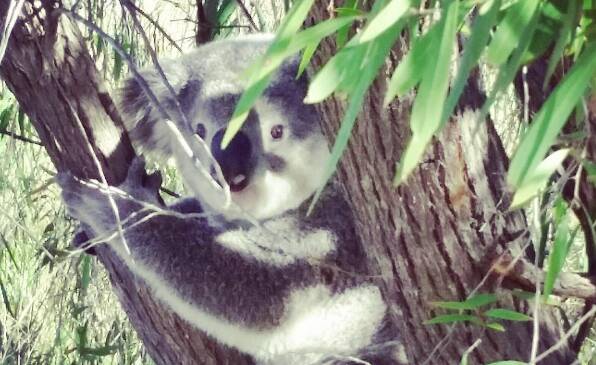 Free feed: ANSTO staff at Lucas Heights today discovered a koala hanging about in a gum tree on the science facility site. Picture: ANSTO