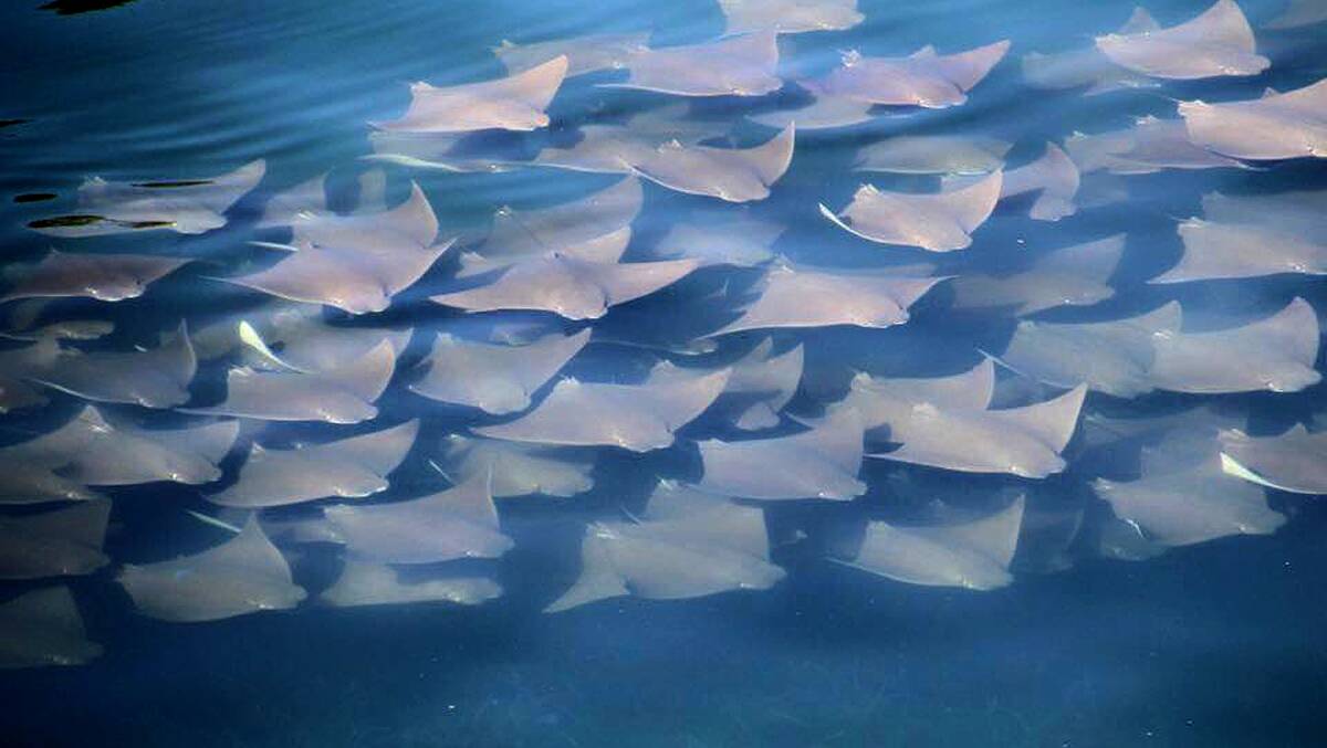 Rare sight: The Southern Eagle Rays featured last week. Picture: Glenn Warren
