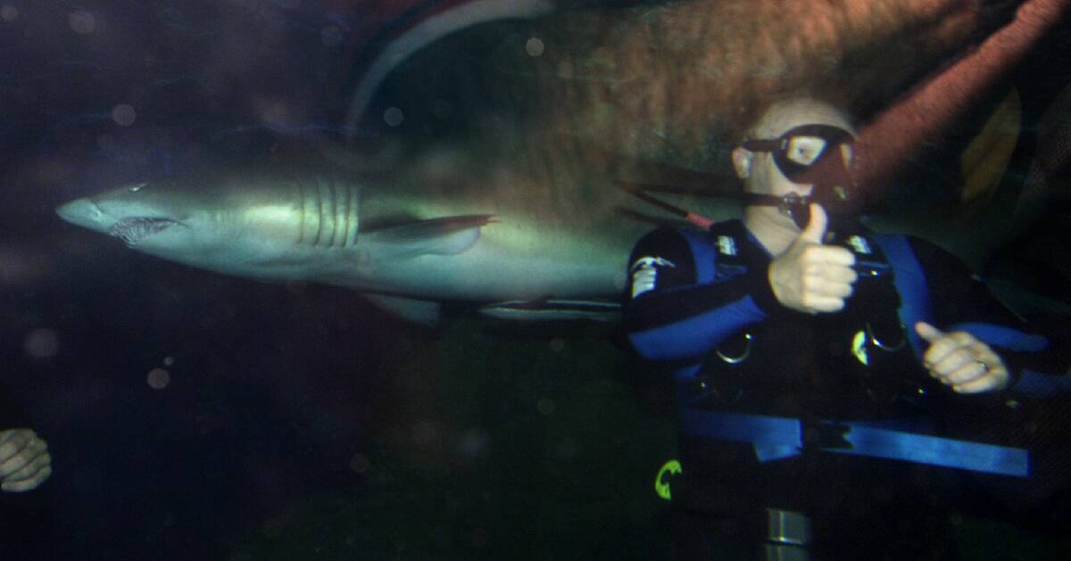 Then Queensland Premier Peter Beattie swims with sharks at Underwater World at Mooloolaba on the Sunshine Coast in 2001.