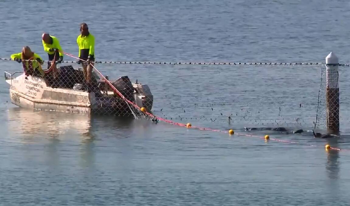Contractors replace the damaged net at Lady Robinson's beach. Picture: 7News
