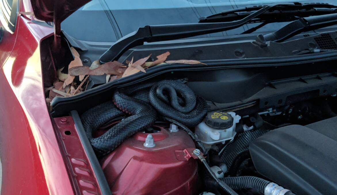 In the hood: "I popped the bonnet and there it was coiled up underneath," Michael said. Picture: Michael Garbutt