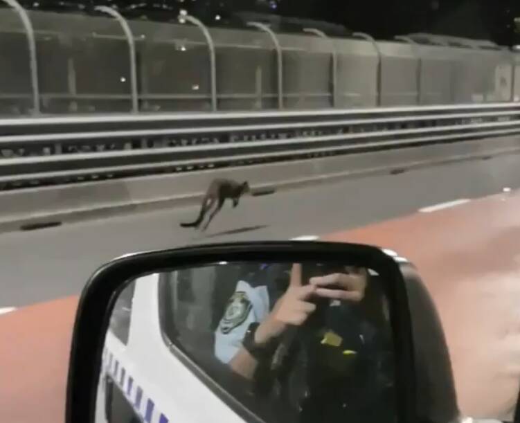 Making a hop for it: A police vehicle follows the runaway wallaby across the Sydney Harbour Bridge. 
